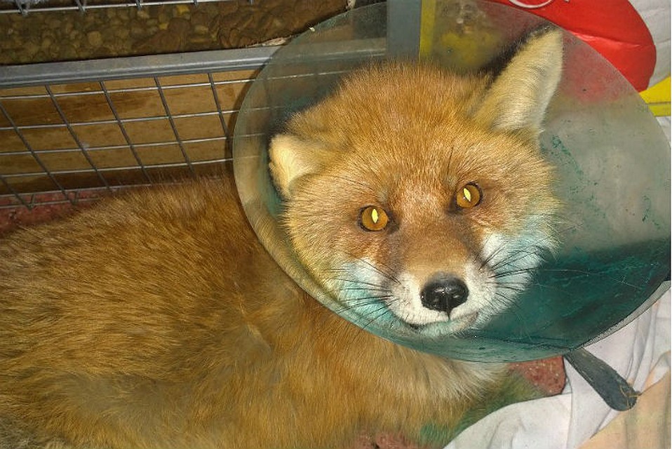 лис попался