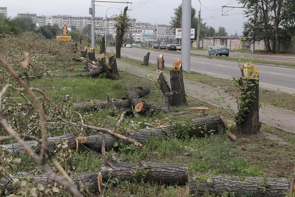 рубка деревьев в городе