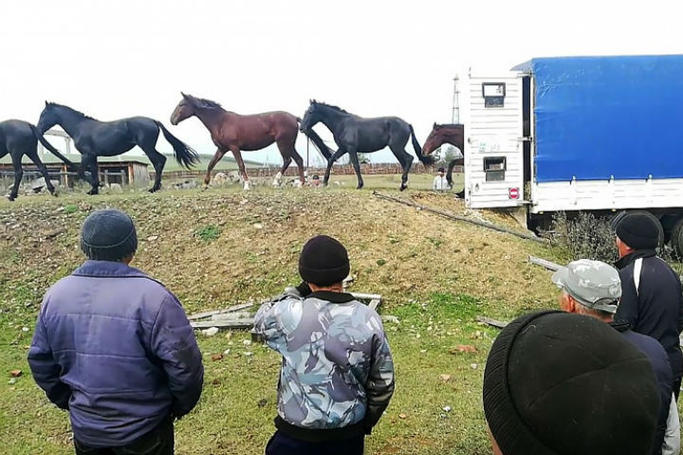 Продажа лошадей иркутский. Кража лошадей. Кража Табуна лошадей. Табун лошадей в Иркутской области. Украли лошадь.
