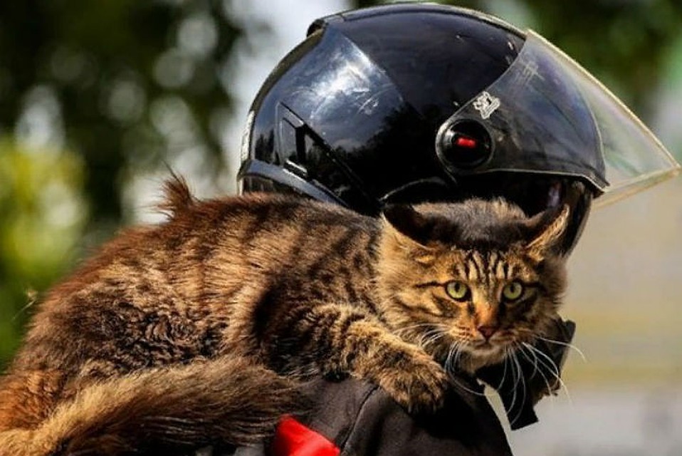 Котик на мотоцикле